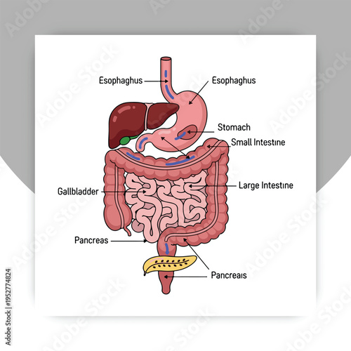 Isolated Human Digestive System Anatomy Diagram with Labeled Organs – Stomach, Intestines, Liver, Pancreas Medical Illustration