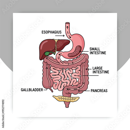 Isolated Human Digestive System Anatomy Diagram with Labeled Organs – Stomach, Intestines, Liver, Pancreas Medical Illustration