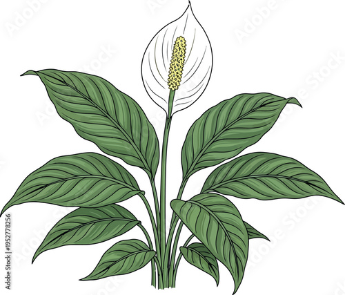 Detailed vector illustration showcasing a single healthy peace lily plant with its characteristic white spathe and prominent green foliage