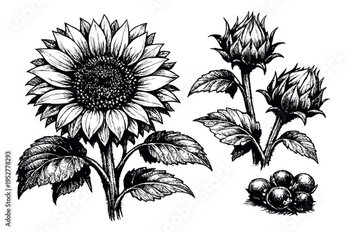 Hand drawn line art floral and botanical set featuring a blooming sunflower, buds, and berries for organic branding
