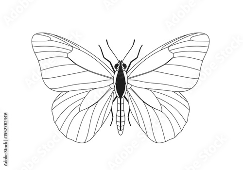 Black and white line drawing of a butterfly with detailed wing venation