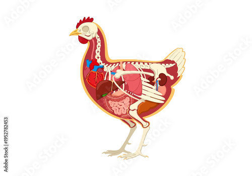 Crosssection diagram illustrating the internal anatomy and skeletal structure of a chicken