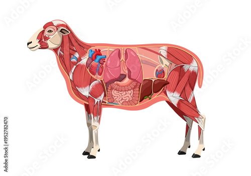 Crosssection diagram illustrating the muscular and internal anatomy of a sheep