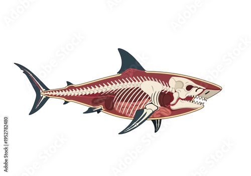 Diagram illustrating the internal anatomy and skeleton of a shark