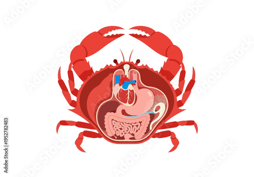 Diagram illustrating the internal anatomy of a red crab