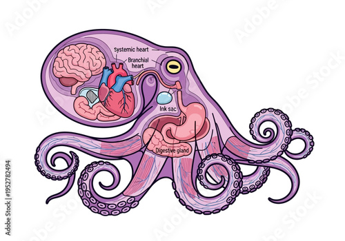 Diagram illustrating the internal anatomy of a purple octopus with labeled organs