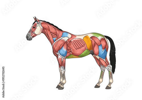 Equine anatomy diagram illustrating major surface muscles with color coding