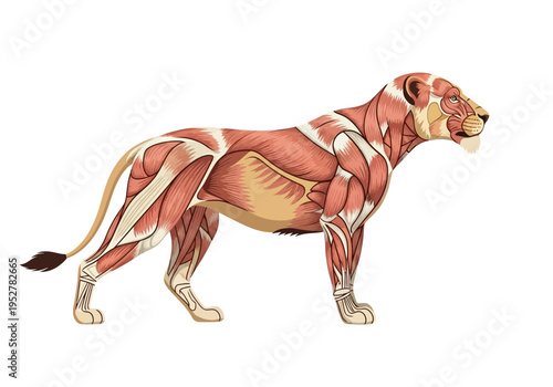 Muscular anatomy illustration of a lioness in profile against a white background