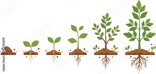 Plant growth stages vector illustration showing seed germination seedling development and mature tree with roots for educational biology and agricultural nature concept design.