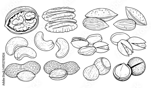 Vintage botanical nuts coloring page vector set with hand sketched walnut almond cashew and pistachio illustrations