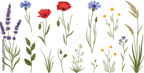 Wildflower and meadow herb vector illustration set featuring lavender poppies cornflowers and chamomile for botanical patterns and floral wedding stationery.