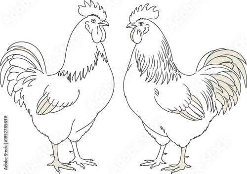 Two Roosters Standing Side by Side Outline Drawing Farm Animals Stock Illustration