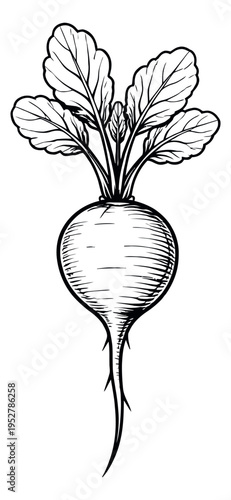 Hand drawn line art illustration of a fresh radish depicting its leafy top for organic food designs