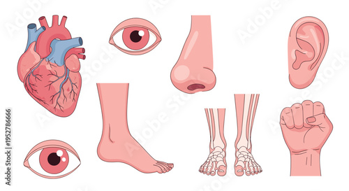 Anatomical illustration of human body parts including heart eye ear nose foot hand and bones, Generative AI.