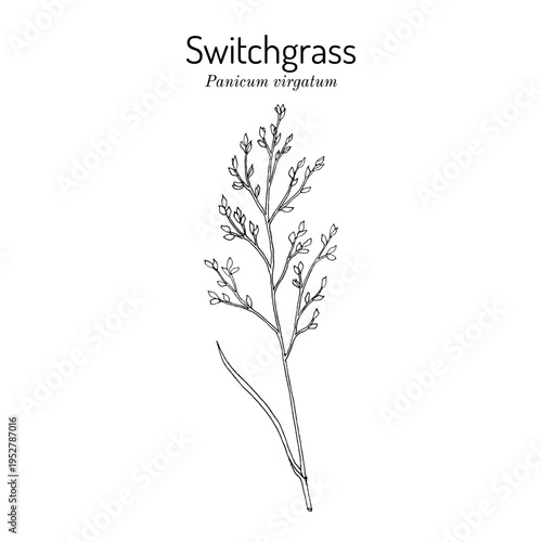 Switch Grass (Panicum virgatum), bio-fuel plant. Hand drawn vector illustration