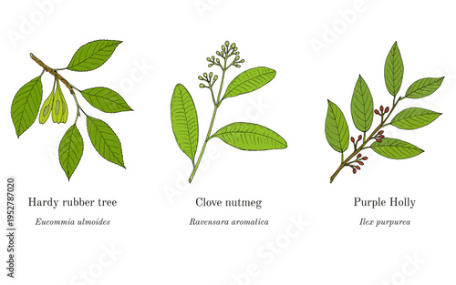 Collection of edible and medicinal plants. Hand drawn botanical vector illustration
