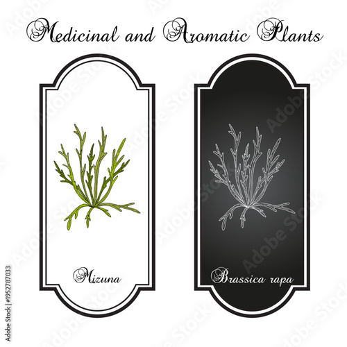 Japanese mustard greens or Mizuna (Brassica rapa var. niposinica), edible and medicinal plant. Botanical hand drawn vector illustration