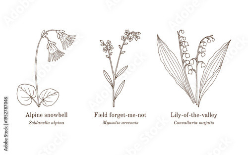 Collection of edible and medicinal plants. Hand drawn botanical vector illustration