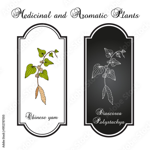 Chinese yam or cinnamon-vine (Dioscorea polystachya), edible and medicinal plant. Hand drawn botanical vector illustration