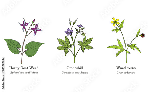 Collection of edible and medicinal plants. Hand drawn botanical vector illustration