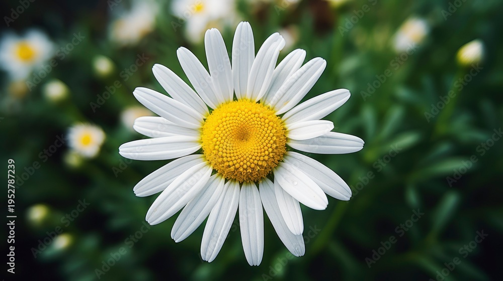 Fototapeta premium A photo of a close-up of a chamomile flower in bloom