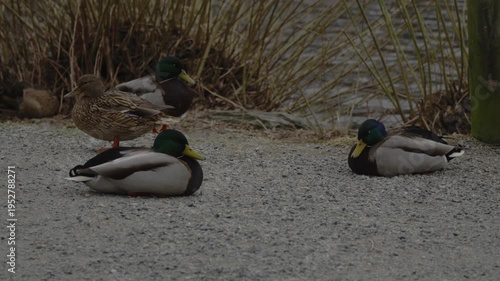 Footage showing ducks moving across the water during dark and moody weather conditions. The scene features low light, subtle ripples, and natural bird activity in a subdued outdoor environment.