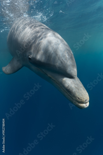 Quadro su tela Close up portrait of wild bottlenose dolphin looking at camera underwater, Carib