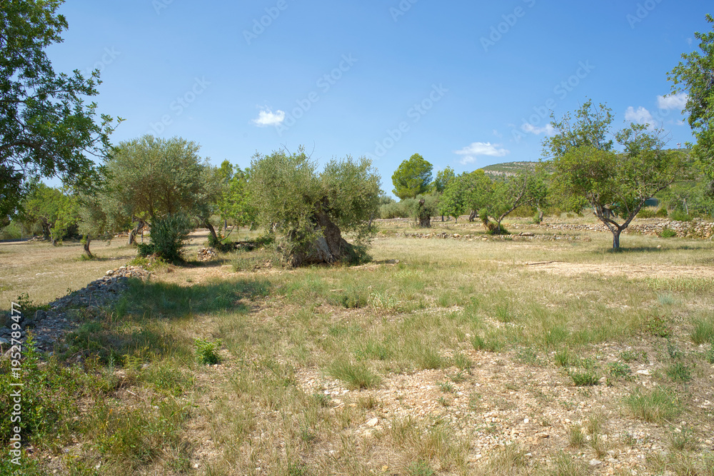 Naklejka premium A landscape view of a field with numerous ancient olive trees and dry grass, set against a backdrop of rolling hills and a bright blue sky
