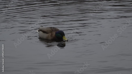 Footage showing ducks moving across the water during dark and moody weather conditions. The scene features low light, subtle ripples, and natural bird activity in a subdued outdoor environment.