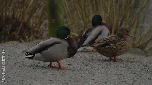 Footage showing ducks moving across the water during dark and moody weather conditions. The scene features low light, subtle ripples, and natural bird activity in a subdued outdoor environment.
