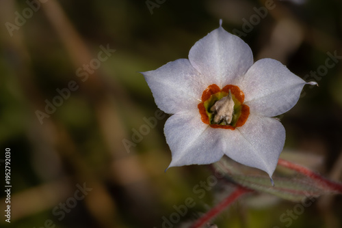Macro close up of indian borage trichodesma indicum flower captured in natural forest habitat of himachal pradesh india during summer season.
