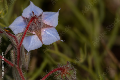 Detailed close up image of native indian wildflower trichodesma indicum captured in forest habitat in himachal pradesh india during summer season.