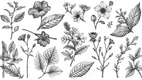 Vector template featuring a classic hand-drawn black and white illustration with intricate engravir style lines, showcasing rural botanical drawings of organic food ingredient