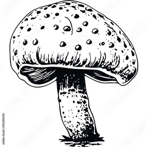 mushroom vector illustration