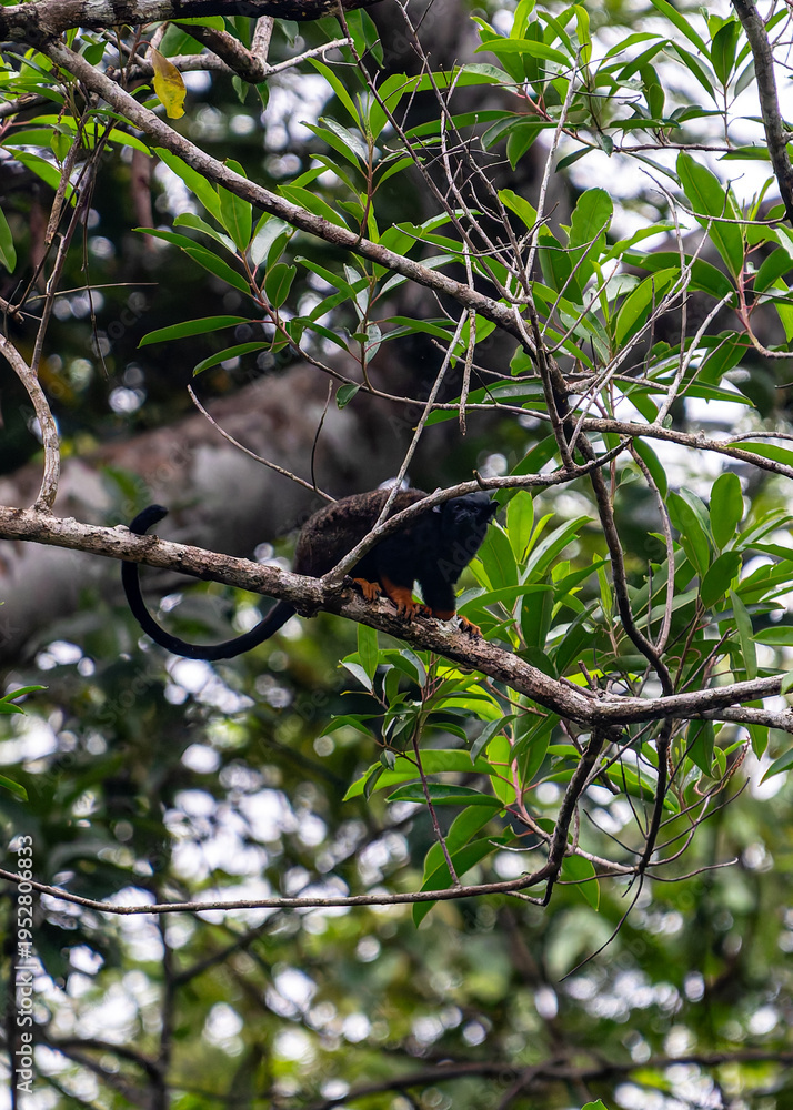 Obraz premium Red-handed Tamarin, Saguinus midas or Midas Tamarin, also known as Tamarin aux mains rousses, climbing on a tree branch in French Guiana jungle