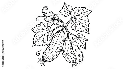 Cucumber Plant Illustration – Garden Vegetable Vine Line Art Drawing