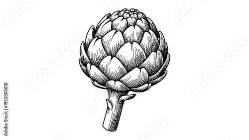 Artichoke Vegetable Illustration – Organic Food Line Art Botanical Drawing