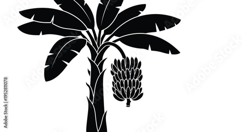 A striking silhouette of a banana plant with ripe fruit