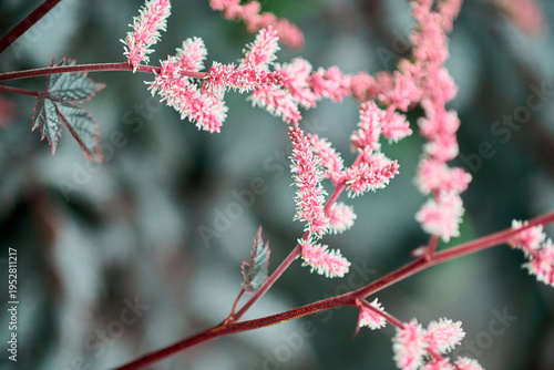 Foto Delicate pink astilbe flowers with soft focus background in natural light