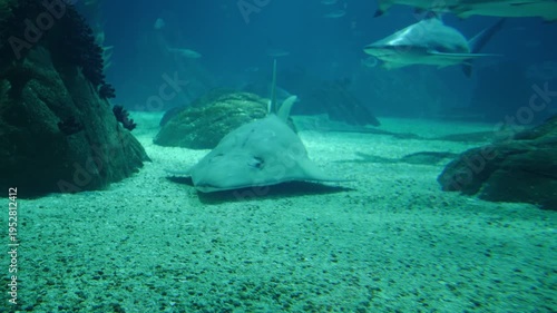 Giant guitarfish, gliding over a sandy seabed in a large aquarium. This shark-like ray features a long snout and distinctive white spots