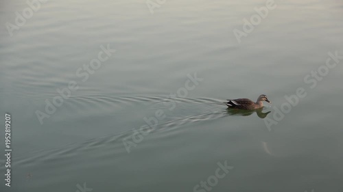 duck swimming in the water