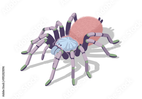 Stylized isometric illustration of a pink tarantula spider with purple legs on a white background