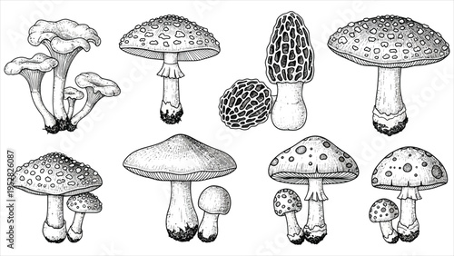 Mushroom Outline Vector Set – Transparent Background Sketch Illustrations