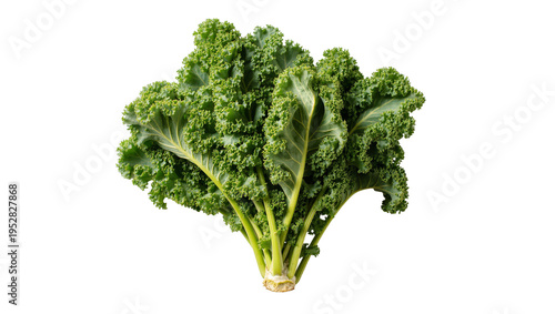 Foto Isolated fresh green curly kale bunch with vibrant healthy leaves, organic veget