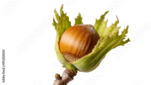 Slika na platnu Isolated natural fresh organic hazelnut fruit with green leafy husk on a small t
