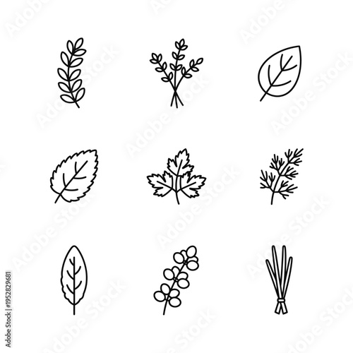 Collection of Hand Drawn Herb and Leaf Illustrations.