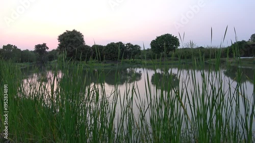 reflection of trees in the water