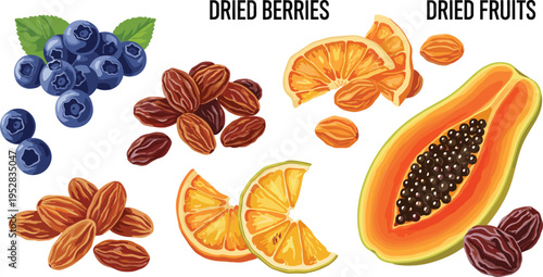 Vector Illustration of Dried Berries, Raisins, Dried Oranges, and Papaya with Dried Fruits Label
