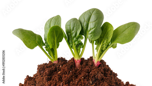 Photos Isolated fresh young spinach plants growing in fertile dark soil, showcasing hea