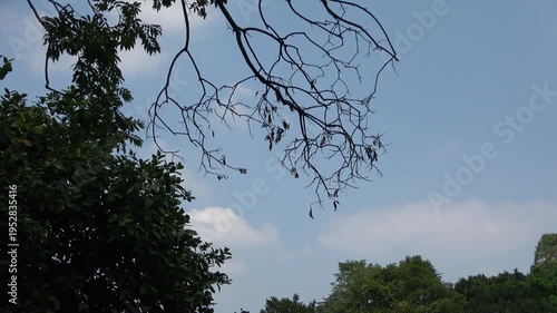 trees against blue sky